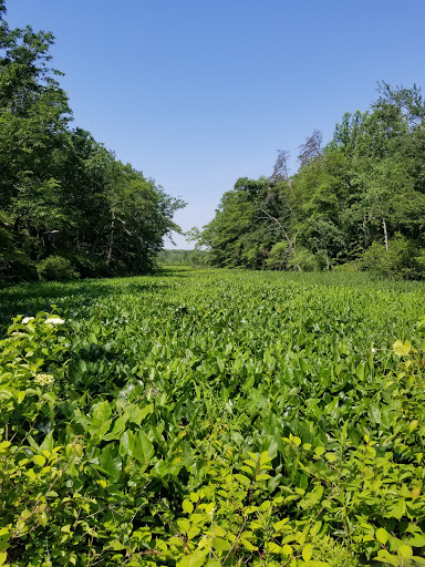 Nature Preserve «Rancocas Nature Center», reviews and photos, 794 Rancocas Mt Holly Rd, Westampton, NJ 08060, USA