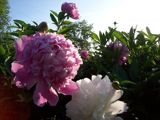 Wine Store «Grayhaven Winery», reviews and photos, 4675 E Gray Fox Cir, Mineral, VA 23117, USA