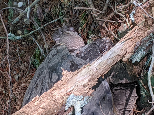 Nature Preserve «Maurice River Bluffs Preserve», reviews and photos, Silver Run Rd, Millville, NJ 08332, USA