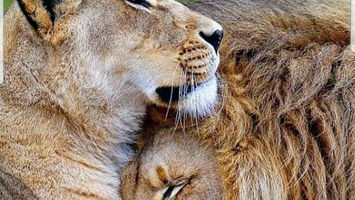 Clothing Store «Wild Things Lingerie & Adult Novelty Store», reviews and photos, 5340 E Silver Springs Blvd, Silver Springs, FL 34488, USA