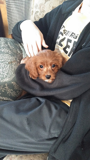 Pet Supply Store «Pet Headquarters», reviews and photos, 501 E Main St B, Palmyra, PA 17078, USA