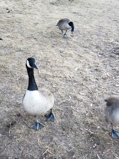 Park «Friends of Van Cortlandt Park», reviews and photos, 80 Van Cortlandt Park S, Bronx, NY 10463, USA