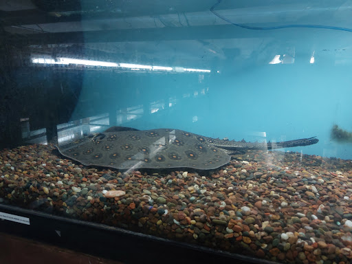 Pet Store «Forest Lake Pets», reviews and photos, 120 Lake St N, Forest Lake, MN 55025, USA