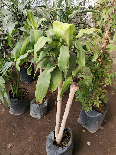 Invernadero Tepotzotlán – Tepotzotlán