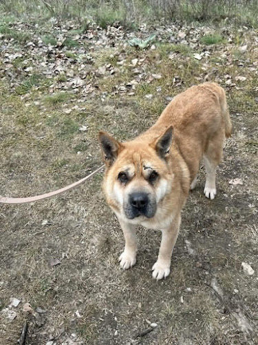 Tatabánya, Síkvölgyi út 63, 2800