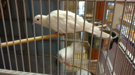 Pet Store «Animal Ark», reviews and photos, 175 S 500 E St, American Fork, UT 84003, USA