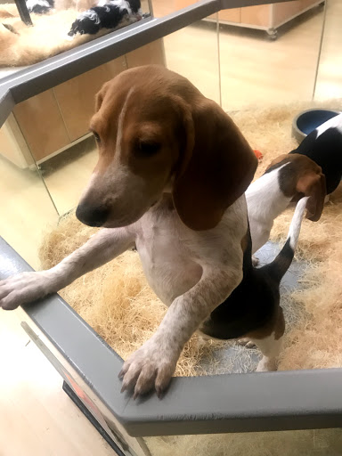 Pet Store «Perfect Pets», reviews and photos, 6840 S University Blvd #410, Centennial, CO 80122, USA