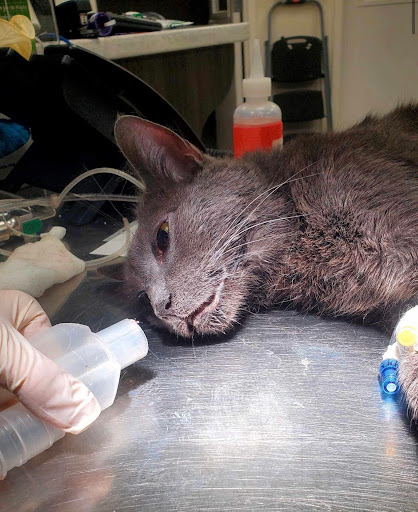 Pet Supply Store «Petco Animal Supplies», reviews and photos, 1483 NJ-23 #14b, Kinnelon, NJ 07405, USA