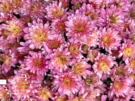 Florist «The Frugal Flower», reviews and photos, 736 Boston Post Rd, Sudbury, MA 01776, USA