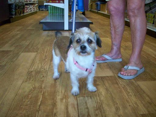 Boutique «Ocean Grove Pet Boutique», reviews and photos, 60 Main Ave, Ocean Grove, NJ 07756, USA