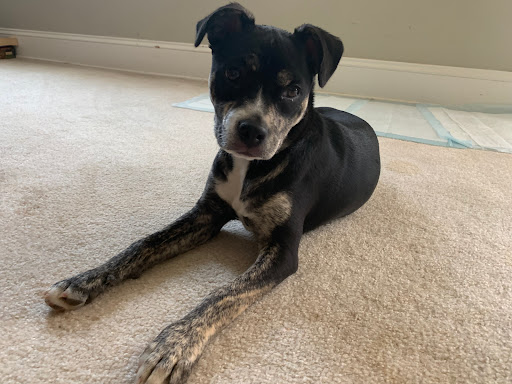 24 Hillcrest Road, Cumberland, VA 23040, USA