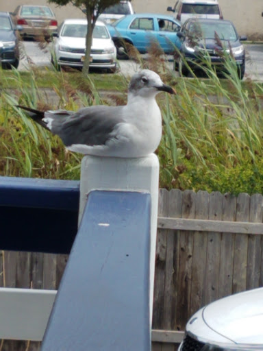 Wicker Store «Cape May Wicker», reviews and photos, 203 Sunset Blvd, West Cape May, NJ 08204, USA