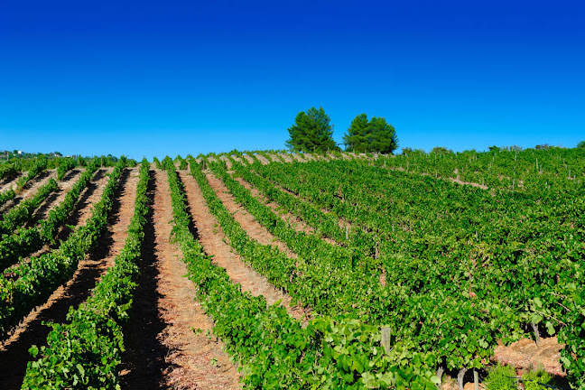 Quinta Dos Vales - Wine Estate - Lagoa