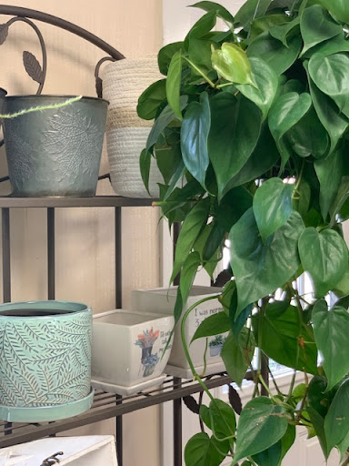 Florist «Park Place Florist and Garden Center», reviews and photos, 72 Park St, Rutland, VT 05701, USA