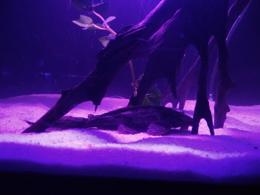 Pet Supply Store «PetSmart», reviews and photos, 9 Highland Common E, Hudson, MA 01749, USA