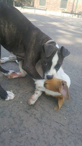 Dog Park «Portage Dog Friendly Area», reviews and photos, 4100 N Long Ave, Chicago, IL 60641, USA