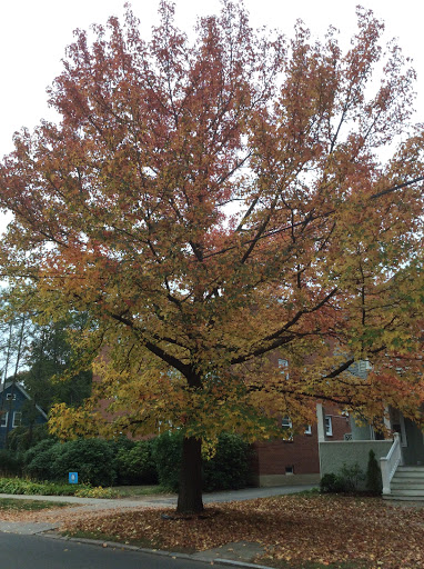 Market «Westville Quality Market», reviews and photos, 243 Alden Ave, New Haven, CT 06515, USA