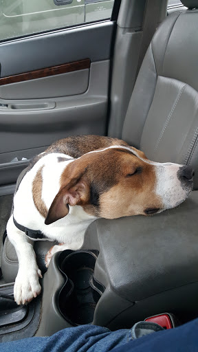 Pet Groomer «Delaware Pet Stuff», reviews and photos, 435 Dunlap St, Delaware, OH 43015, USA