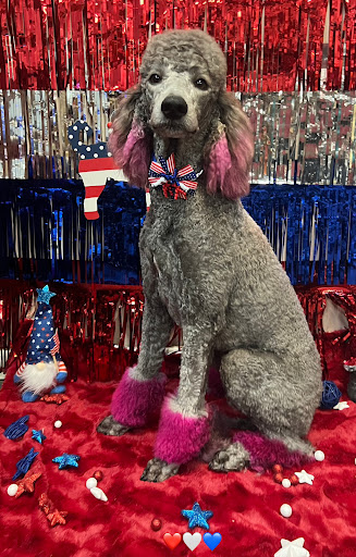 Beau Too Pet Grooming