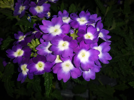 Park «Easterlin Park», reviews and photos, 1000 NW 38th St, Oakland Park, FL 33309, USA