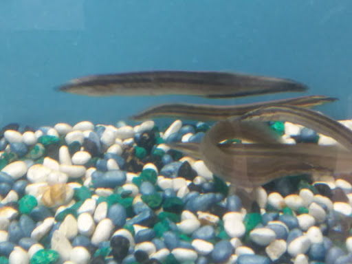 Pet Store «Fish & Pets Ranch», reviews and photos, 10100 Kleckley Dr, Houston, TX 77075, USA