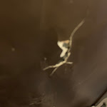 Photo n°9 de l'avis de Filippo.o fait le 02/04/2024 à 10:42 sur le  Ristorante Il Pozzetto à Rome