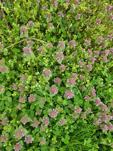 Winery «Loew Vineyards», reviews and photos, 14001 Liberty Rd, Mt Airy, MD 21771, USA