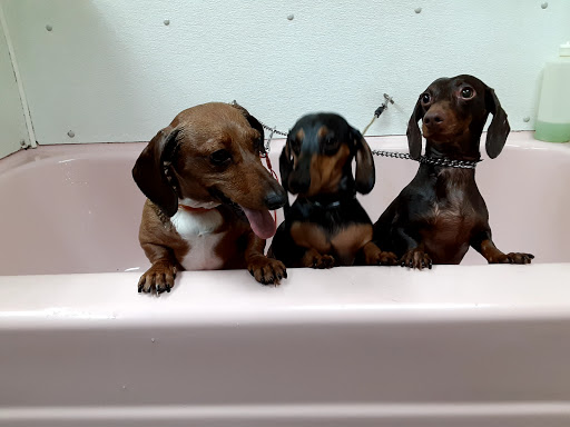 Pet Groomer «B-I-S Pet Grooming», reviews and photos, 5670 Main St, Springfield, OR 97478, USA