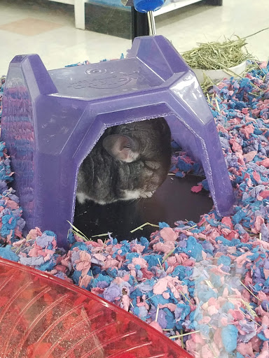 Pet Supply Store «Petco Animal Supplies», reviews and photos, 3384 Tyler St, Riverside, CA 92503, USA