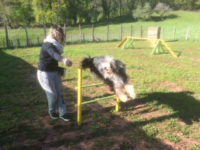 Le Domaine de Look (pension, comportementaliste éducateur canin, médiation animale) Ouvert tous les jours sur rendez-vous à Mouret