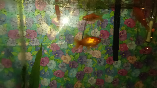 Tropical Fish Store «Tropical Treasures», reviews and photos, 2212 E Platte Ave, Colorado Springs, CO 80909, USA