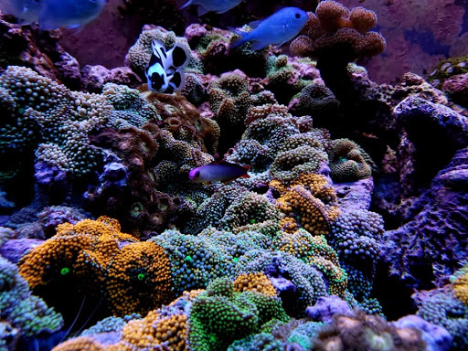 Heating Contractor «Thomas Curley Plumbing & Heating Co LLC», reviews and photos, 67 Steamboat Rd, Great Neck, NY 11024, USA