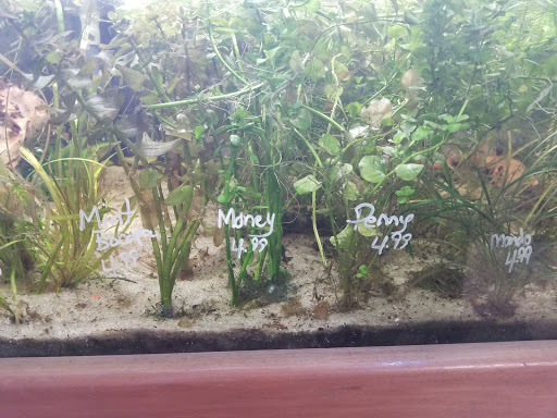 Tropical Fish Store «Aquarium Village», reviews and photos, 461 Old Country Rd, Westbury, NY 11590, USA