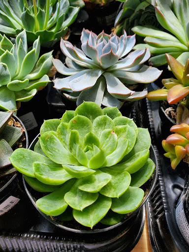 Home Improvement Store «The Home Depot», reviews and photos, 1300-1320 Corporate Dr, Westbury, NY 11590, USA