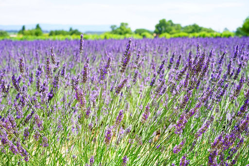 Lavender Cottage Cattery