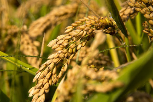 Produce Market «Blue Moon Acres», reviews and photos, 11 Willow Creek Dr, Pennington, NJ 08534, USA