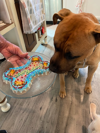 Pet Supply Store «Haute Dogs Boutique & Barkery», reviews and photos, 507 Georgia St, Vallejo, CA 94590, USA