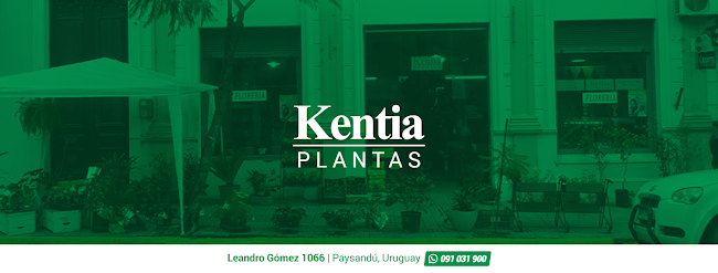 Kentia Plantas - Paysandú