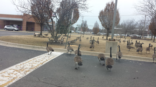 Supermarket «ALDI», reviews and photos, 1432 E Rand Rd, Prospect Heights, IL 60070, USA