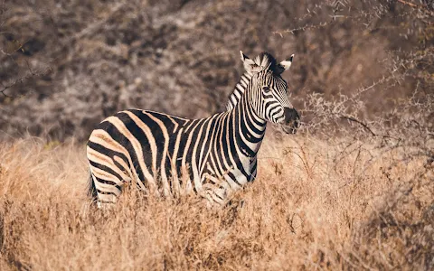 Askari Wilderness Conservation Programme image