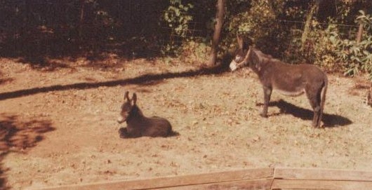 Amberwood Sanctuary: A Special Place for Donkeys