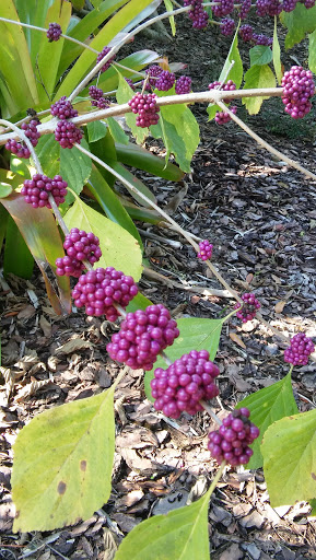 Garden «Bok Tower Gardens», reviews and photos, 1151 Tower Blvd, Lake Wales, FL 33853, USA