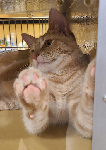 Pet Supply Store «PetSmart», reviews and photos, 901 US-1, North Brunswick Township, NJ 08902, USA