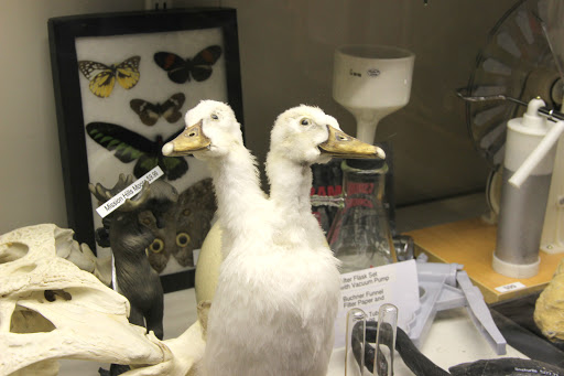 Toy Store «Brookside Toy and Science», reviews and photos, 330 W 63rd St, Kansas City, MO 64113, USA