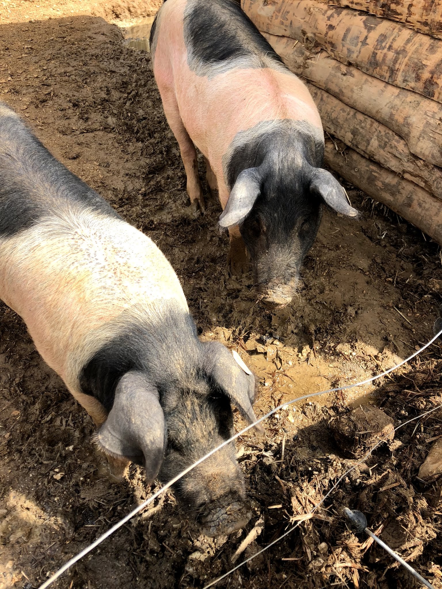 Photo n° 14 de l'avis de Izzie. fait le 26/07/2019 à 19:34