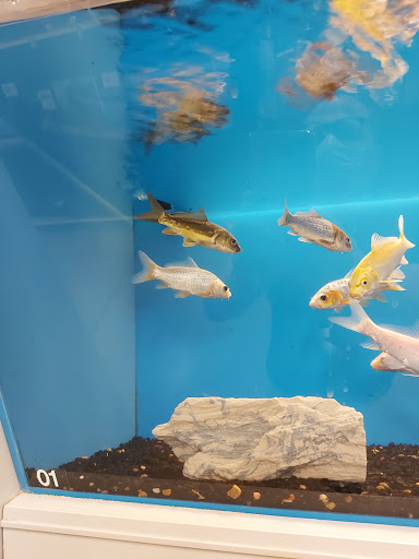 Pet Supply Store «PetSmart», reviews and photos, 162 S Gary Ave, Bloomingdale, IL 60108, USA