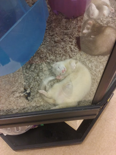 Pet Supply Store «Petco Animal Supplies», reviews and photos, 1622 Clark Street Rd, Auburn, NY 13021, USA