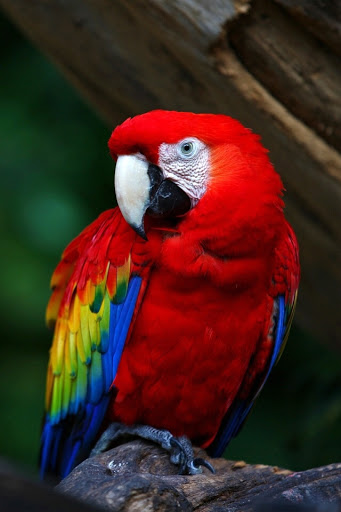 Pet Supply Store «Petland Discounts - Williamsbridge», reviews and photos, 3967 White Plains Rd, Bronx, NY 10466, USA