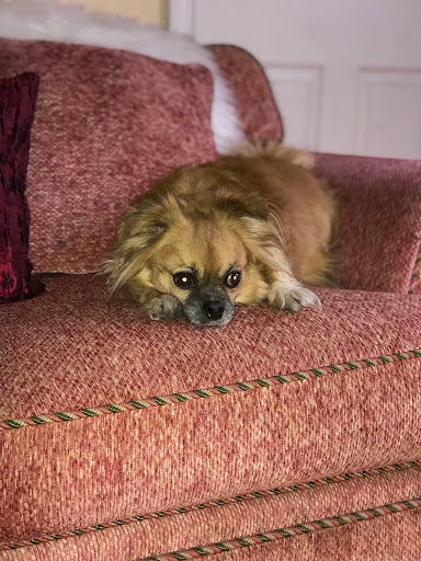 Entertainer «Funtopia USA», reviews and photos, 66-26 Metropolitan Ave, Middle Village, NY 11379, USA