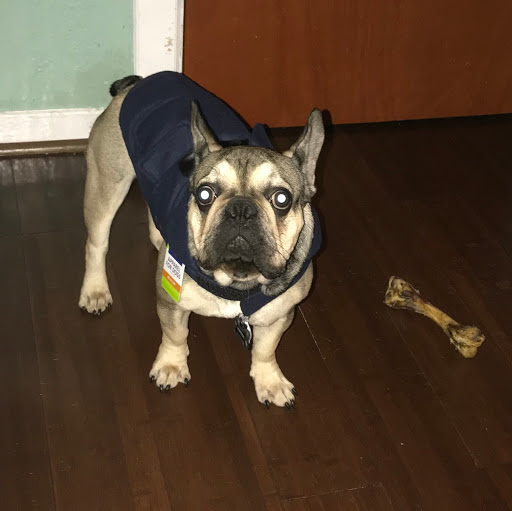 Pet Store «Puppy Boutique Store», reviews and photos, 4001 N Federal Hwy, Fort Lauderdale, FL 33308, USA